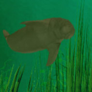 3D Manatee Cove screenshot